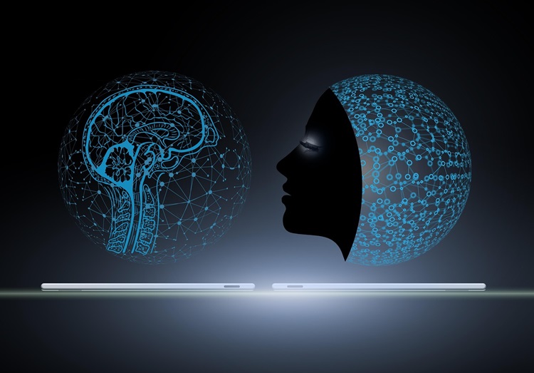 Brain and Nerve Development